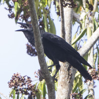 Cuban Palm Crow